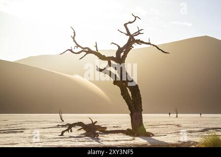 Parc de Sossousvlei, Deadvlei, Namibie, Afrique Banque D'Images