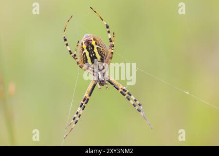 Araignée guêpe (Argiope bruennichi), également connue sous le nom d'araignée zébrée ou araignée tigre dans une toile, dessous, réserve naturelle Aschendorfer Obermoor, Wildes Moor, E. Banque D'Images