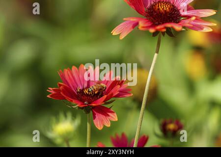 Abeille à miel (Apis mellifera) sur une fleur de la fleur de cône pourpre (Echinacea purpurea), Genthin, Saxe-Anhalt, Allemagne, Europe Banque D'Images