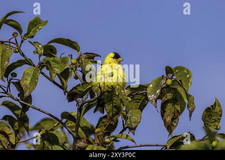 Le golfeur américain (Spinus tristis) Est un petit oiseau nord-américain Banque D'Images