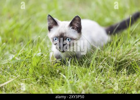 Animaux chats siamois animaux chat domestique à l'extérieur de marche sur l'herbe verte Banque D'Images