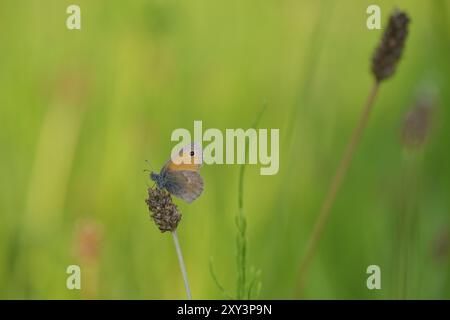 Petit oiseau de prairie sur un plantain de prairie. Petite lande sur une prairie Banque D'Images