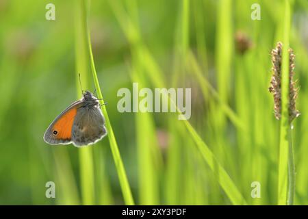 Petit oiseau de prairie sur un plantain de prairie. Petite lande sur une prairie Banque D'Images