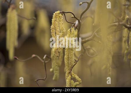 Noisette tire-bouchon (Corylus avellana) Banque D'Images