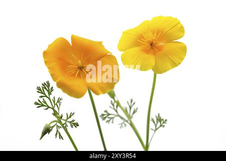 Pavot de Californie (Eschscholzia californica), facultatif Banque D'Images