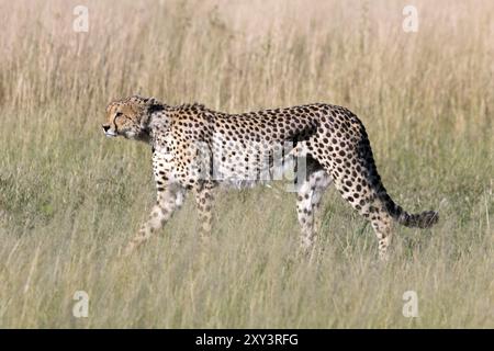 Guépard dans la réserve animalière de Moremi au Botswana Banque D'Images