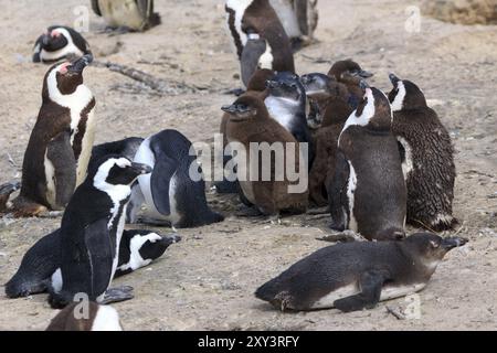 Colonie de pingouins spectaculaires à Boulders Beach en Afrique du Sud Banque D'Images