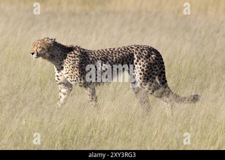 Guépard dans la réserve animalière de Moremi au Botswana Banque D'Images