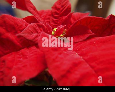 Étoile de Noël, macro isolée du centre, pétales rouge profond Banque D'Images