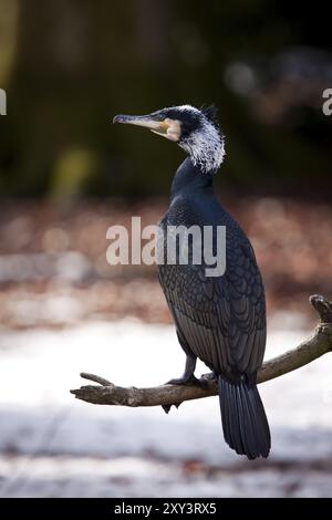 41059, Phalacrocorax carbo, le grand cormoran Banque D'Images