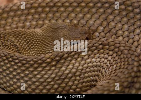 Côte ouest du Mexique crotale de l'Ouest (Crotalus basiliscus) Banque D'Images