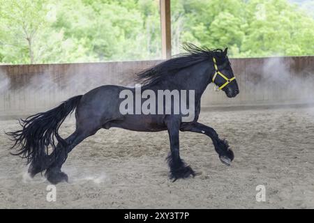 Black Stallion de cheval frison gallopping Banque D'Images