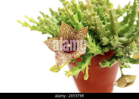 Beautigul stapelia fleurissant sur fond blanc Banque D'Images