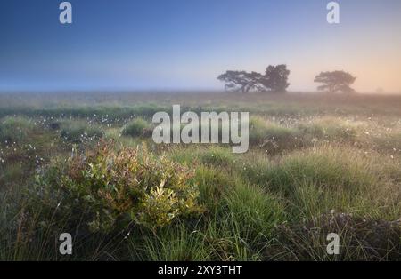 Chaud lever de soleil d'été sur les marécages, Fochteloerveen, pays-Bas Banque D'Images