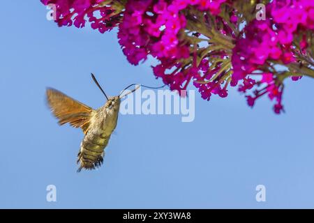 Papillon colibri nectar de fleur de manger arbre aux papillons avec ciel bleu Banque D'Images