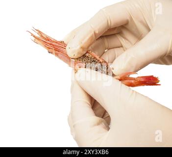 Mains portant des gants de caoutchouc rose crevette bouillie peeling isolated on white Banque D'Images