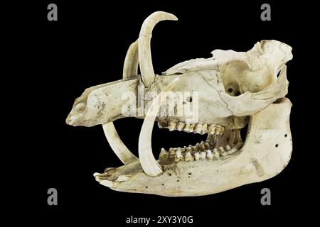 Crâne avec longues défenses et des dents de sanglier isolé sur fond noir Banque D'Images