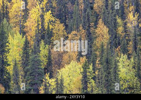 Forêt d'automne, réserve naturelle de Dundret, Gaellivare, Norrbotten, Laponie, Suède, septembre 2017, Europe Banque D'Images