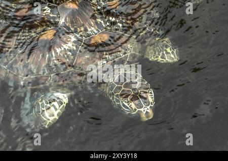 Une tortue de mer verte dans l'eau dans un sanctuaire à Zanzibar où ils sont protégés Banque D'Images