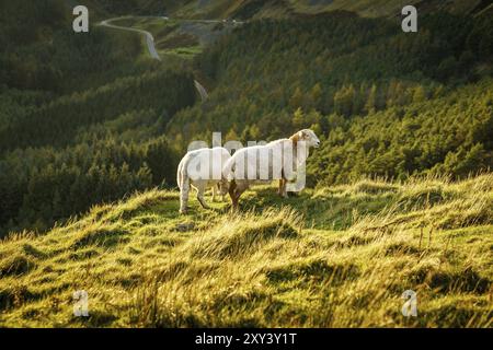 Les moutons près de Treorchy, surplombant la vallée de Ogmore, Mid Glamorgan, Pays de Galles, Royaume-Uni Banque D'Images