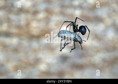 Araignée veuve noire (Latrodectus hesperus) avec proie Banque D'Images