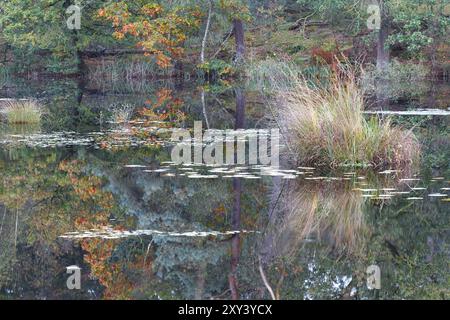 Lac forestier sauvage en saison d'automne, Brabant Noord, pays-Bas Banque D'Images