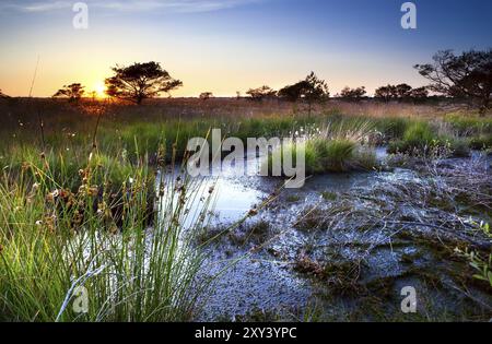 Coucher de soleil sur les marécages en été, Focheloerveen, Drenthe, pays-Bas Banque D'Images