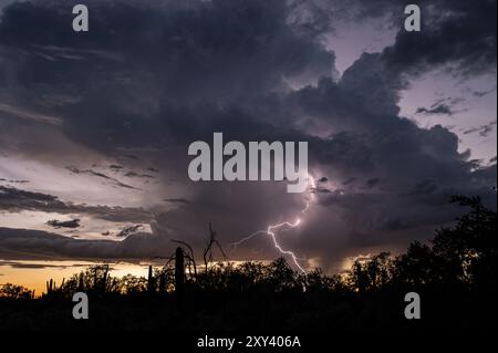 Orage sur le désert de sonora au coucher du soleil Banque D'Images