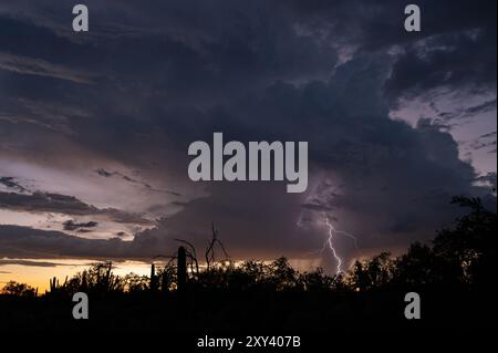 Orage sur le désert de sonora au coucher du soleil Banque D'Images