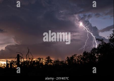 Orage sur le désert de sonora au coucher du soleil Banque D'Images