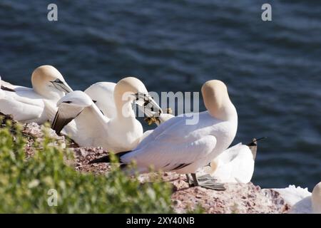 Gannet, Helgoland, Allemagne, Europe Banque D'Images