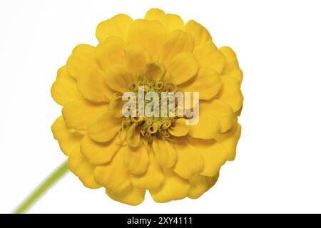 Zinnia jaune (Zinnia violacea), facultatif Banque D'Images