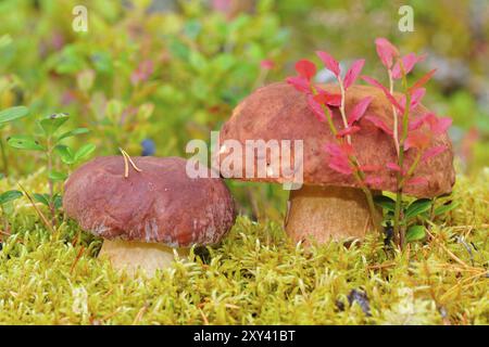 Boletus edulis sur terrain forestier, penny bun, porcino, cèp sur terrain forestier Banque D'Images