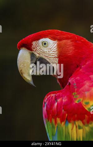 Aras rouge et vert (Ara chloroptera), arachas à ailes vertes Banque D'Images