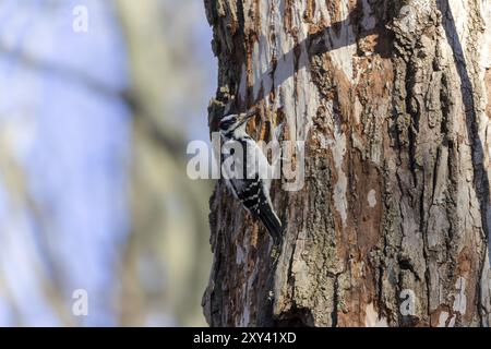 Le pic poilu (Leuconotopicus villosus). Scène naturelle du parc national du Wisconsin Banque D'Images