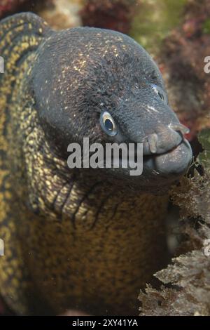 Portrait gros plan de la tête de poisson prédateur Moray méditerranéenne (Muraena helena) s'étendant vers le spectateur, mer Méditerranée Banque D'Images