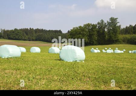 Balles de foin dans des sacs en plastique sur une prairie fraîchement tondue Banque D'Images