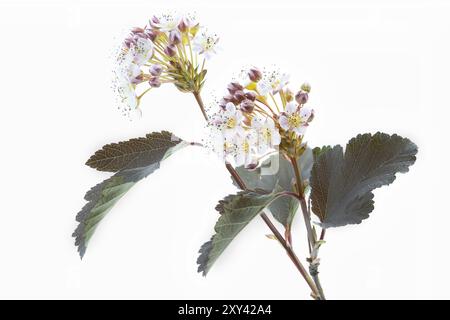 Buisson du diable en fleurs (Physocarpus opulifolius) Banque D'Images