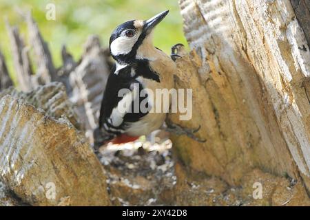 Dendrocopus major (Picoides major) Banque D'Images