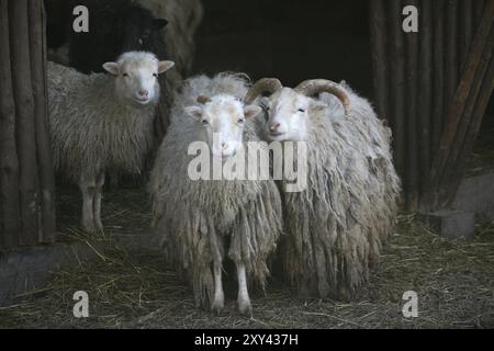 Skudden, cette race de moutons est sur la liste rouge des animaux de ferme menacés d’extinction ! Banque D'Images