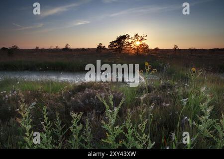 Coucher de soleil d'été sur des fleurs sauvages sur marais, Fochteloerveen, Drenthe, Frise, pays-Bas Banque D'Images