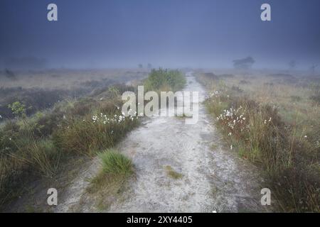 Sentier étroit sur marécage dans le matin brumeux, Drenthe, pays-Bas Banque D'Images