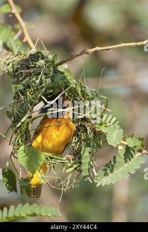 Un tisserand masqué travaillant dur, construisant un nid dans une branche d'acacia avec de l'herbe verte fraîche Banque D'Images