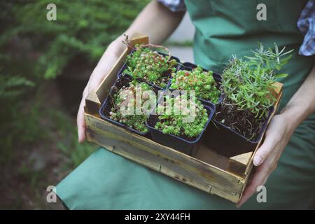 Femme tenant une boîte avec des plantes dans ses mains dans une jardinerie. Close up Banque D'Images