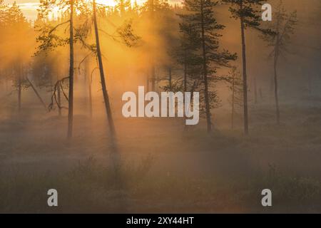 Brouillard nocturne dans la réserve naturelle de Stubba, site du patrimoine mondial de Laponie, Norrbotten, Laponie, Suède, juin 2013, Europe Banque D'Images