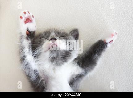 Mignon petit chaton British shorthair dormir sur le lit Banque D'Images