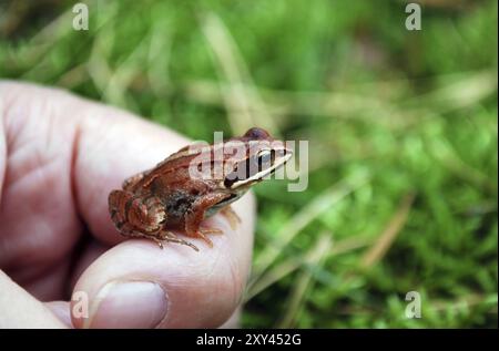 Macro d'une petite grenouille d'herbe assise sur une main devant un fond vert Banque D'Images