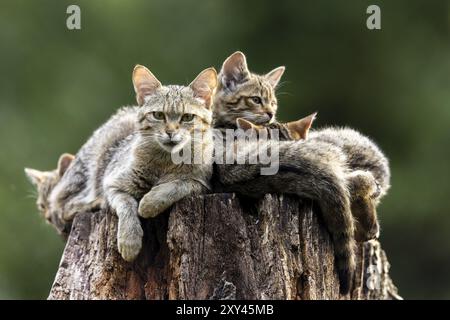 Chat attentif et trois chats au repos sur un tronc d'arbre dans la forêt, sérénité, chat sauvage (Felis silvestris), chaton, Allemagne, Europe Banque D'Images