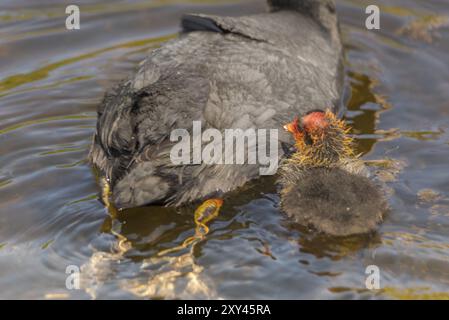 Den Helder, pays-Bas, mai 2022. Coot avec Young Banque D'Images