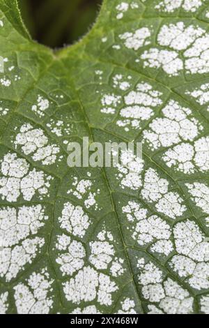 Feuille, argenté bugloss sibérien (Brunnera macrophylla) Banque D'Images